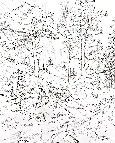 Pins et sapins sous la falaise 30x42cm crayon gras sur papier 2023 art dessin contemporain contemporary drawing forêt forest montagne mountain artwork artiste français