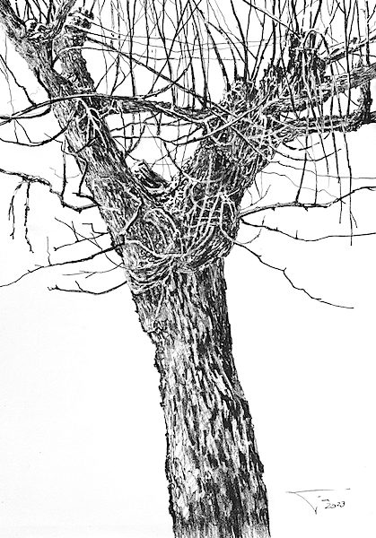 Tronc 30x42cm crayon gras sur papier 2023 Dessin drawing tronc arbre tree nature forest forêt artcontemporain contemporaryart art for sale curator beauty kunstwerk zeichnung